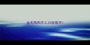 金毛狗狗怎么训练握手