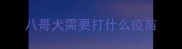 八哥犬需要打什么疫苗