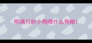 刚满月的小狗喂什么狗粮