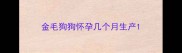 金毛狗狗怀孕几个月生产