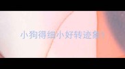 小狗得细小好转迹象