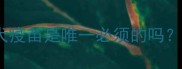 狗狗需要打哪些疫苗狂犬疫苗是唯一必须的吗附疫苗时间表和注意事项