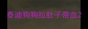 泰迪狗狗拉肚子带血