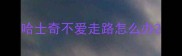 哈士奇不爱走路怎么办
