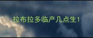 拉布拉多临产几点生