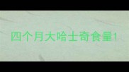 四个月大哈士奇食量