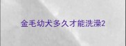 金毛幼犬多久才能洗澡