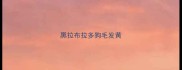 黑拉布拉多狗毛发黄
