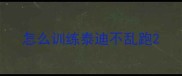 怎么训练泰迪不乱跑