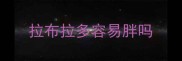 拉布拉多容易胖吗