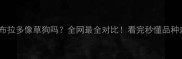 拉布拉多像草狗吗全网最全对比看完秒懂品种差异