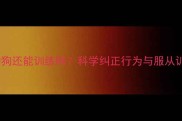 六个月大狗狗还能训练吗科学纠正行为与服从训练全攻略