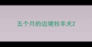 五个月的边境牧羊犬