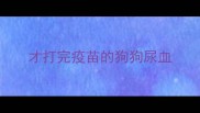才打完疫苗的狗狗尿血