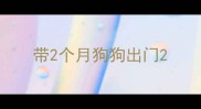 带2个月狗狗出门
