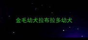 金毛幼犬拉布拉多幼犬