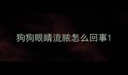 狗狗眼睛流脓怎么回事