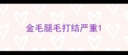 金毛腿毛打结严重