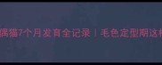 开箱必看布偶猫7个月发育全记录毛色定型期这样养才出片