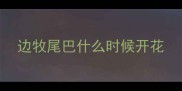 边牧尾巴什么时候开花