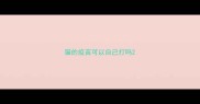 猫的疫苗可以自己打吗