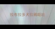 拉布拉多犬拉稀呕吐