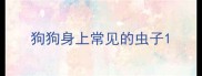 狗狗身上常见的虫子