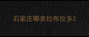 石家庄哪卖拉布拉多