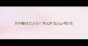 狗狗抽搐怎么办常见原因及应对措施