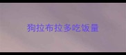 狗拉布拉多吃饭量