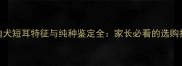 泰迪犬短耳特征与纯种鉴定全家长必看的选购指南