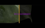 陨石边牧能用来繁殖吗