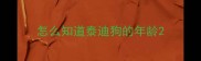 怎么知道泰迪狗的年龄