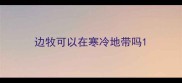 边牧可以在寒冷地带吗