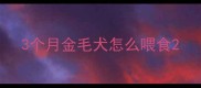 3个月金毛犬怎么喂食