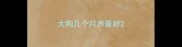 大狗几个月养最好