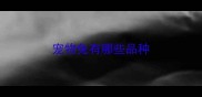 宠物兔有哪些品种