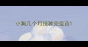小狗几个月接种完疫苗