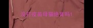 没打疫苗母猫绝育吗