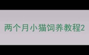 两个月小猫饲养教程