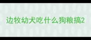 边牧幼犬吃什么狗粮搞