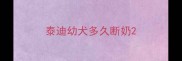 泰迪幼犬多久断奶
