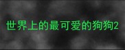 世界上的最可爱的狗狗