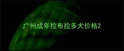 广州成年拉布拉多犬价格