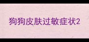 狗狗皮肤过敏症状