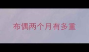 布偶两个月有多重