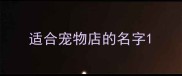 适合宠物店的名字