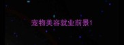 宠物美容就业前景