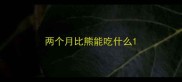 两个月比熊能吃什么