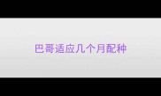 巴哥适应几个月配种